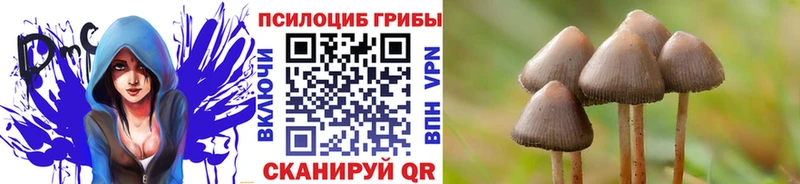 Купить где  Железногорск-Илимский  Псилоцибиновые грибы ЛСД 